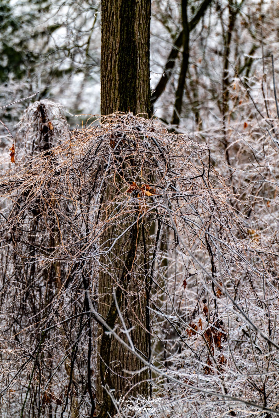 Ice-coated branches after freezing rain — frame 2