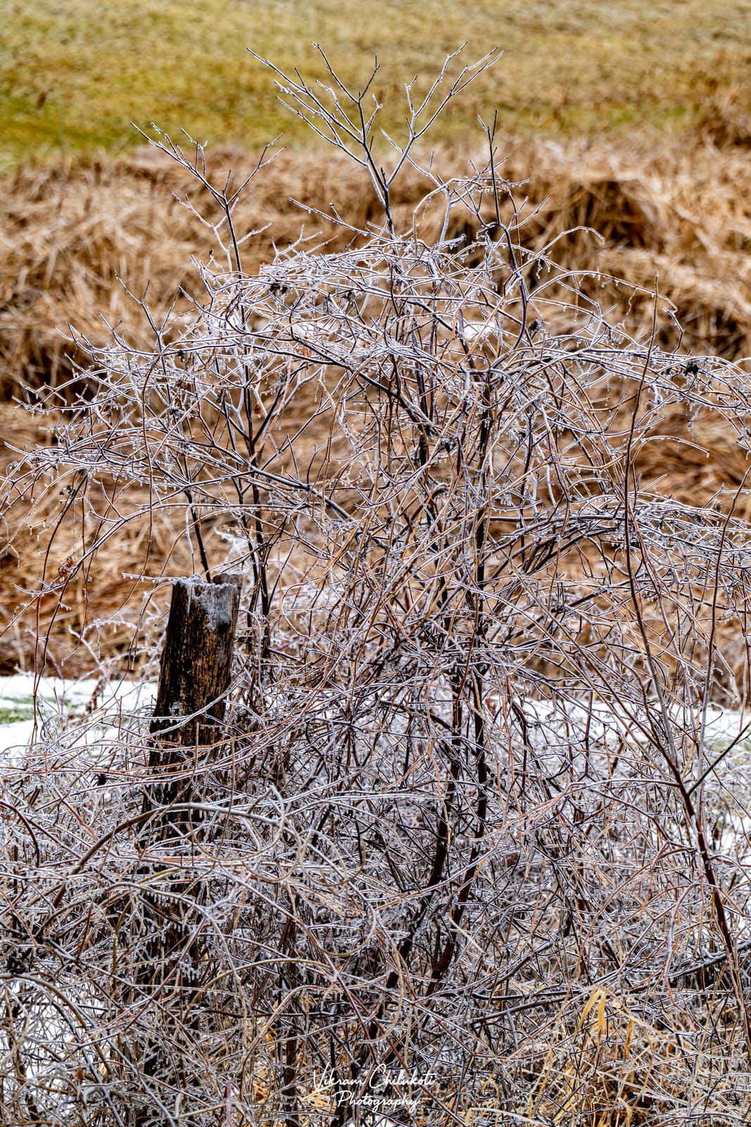 Ice-coated branches after freezing rain — frame 4